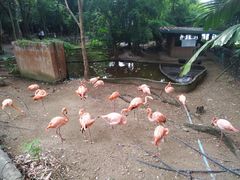 -清迈夜间动物园