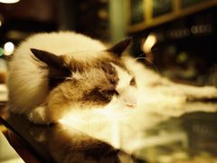 -咖法森林·咖啡  酒吧(天河店)