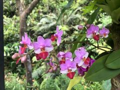 -深圳仙湖植物园