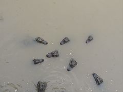 -中国扬子鳄村