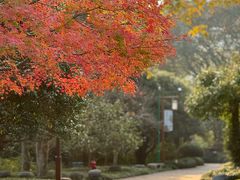 -中国茶叶博物馆(双峰馆区)