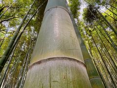 -同里国家湿地公园