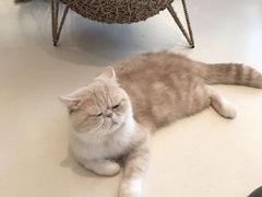 -飞行喵MR PILOT|猫舍·猫咖(静安大融城店)