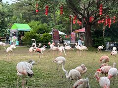 -广州长隆飞鸟乐园