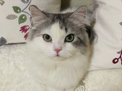 -猫大福·Fortune Cat猫舍(百子湾店)