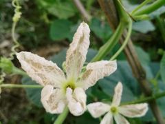 -武汉世外桃源农庄