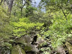 -天目山大树王景区