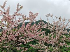 -马峦山郊野公园