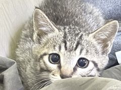 -宠颐生汉谟拉比宠物医院