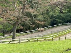 -神户市立六甲山牧场