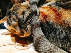 -猫的天空之城概念书店(杭州南宋御街店)