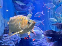 -上海海洋水族馆