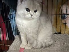 -宠颐生汉谟拉比宠物医院