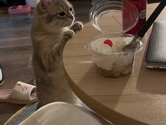 -飞行喵MR PILOT|猫舍·猫咖(静安大融城店)