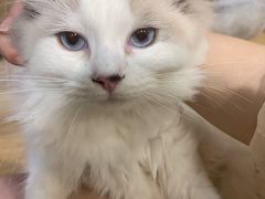 -滚猫咖啡·猫咖·猫友好撸猫(未来城店)
