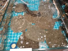-渡海小渔村.老辈日照菜