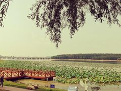 -丁香湖公园