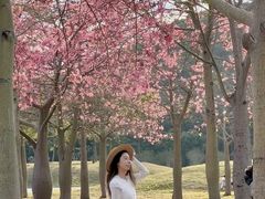 -风云岭森林公园