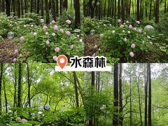 -上海共青森林公园