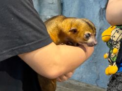 -Zoolung Zoolung动物主题公园(海信广场店)