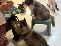 -我爱猫咪·猫咖·狗咖·安哥拉兔·羊驼咖(小寨华旗店)
