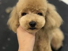 -多卡布奇宠物生活馆(上林世家店)