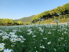 -江阴敔山湖公园