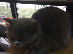 -李小姐の猫咖啡馆(五角场店)