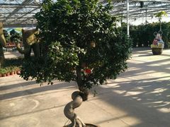 -天源吉布世温泉水乐园