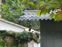 -碧峰峡风景区