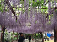 -嘉定紫藤园