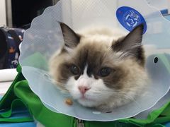 -中农国际动物医院24小时·猫科·骨科·急重症中心