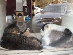 -纳吉亚猫专科动物医院博雅分院