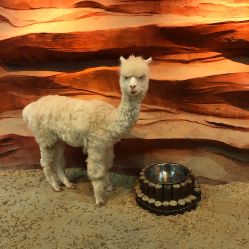 -酷嗒动物文化乐园(cutezoo西溪乐天城店)