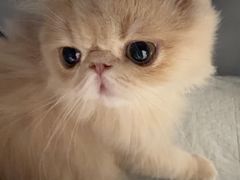 -瑞派·关忠动物医院·猫专科·犬专科(三环新城店)