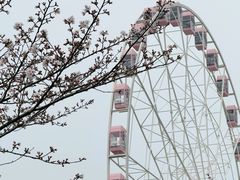 -顾村公园