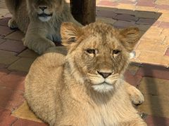 -大连森林动物园