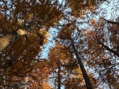 -上海海湾国家森林公园