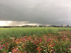 -光明小镇欢乐田园