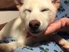 -柴务处·柴犬主题狗咖