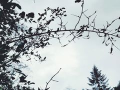 -凤凰山国家森林公园