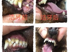 -乐琪宠物医院·犬猫专科·骨外科·急重症