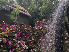 -莫里热带雨林景区