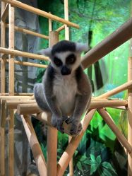 点击看大图 -Zoolung Zoolung动物主题公园(海信广场店)