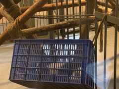 景点-成都大熊猫繁育研究基地