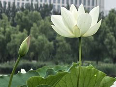-莲花池公园