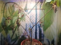 -上海大自然野生昆虫馆(东方明珠·爬宠昆虫探索中心)