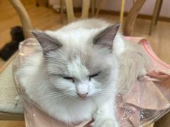 -猫咪派对(江南西店)