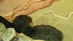 点击看大图 -酷嗒动物文化乐园(cutezoo西溪乐天城店)