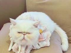 -怪兽屋·羊驼·猫咖·狗咖(俊华广场店)